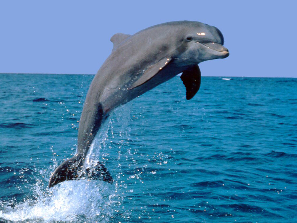 Resultado de imagem para golfinhos