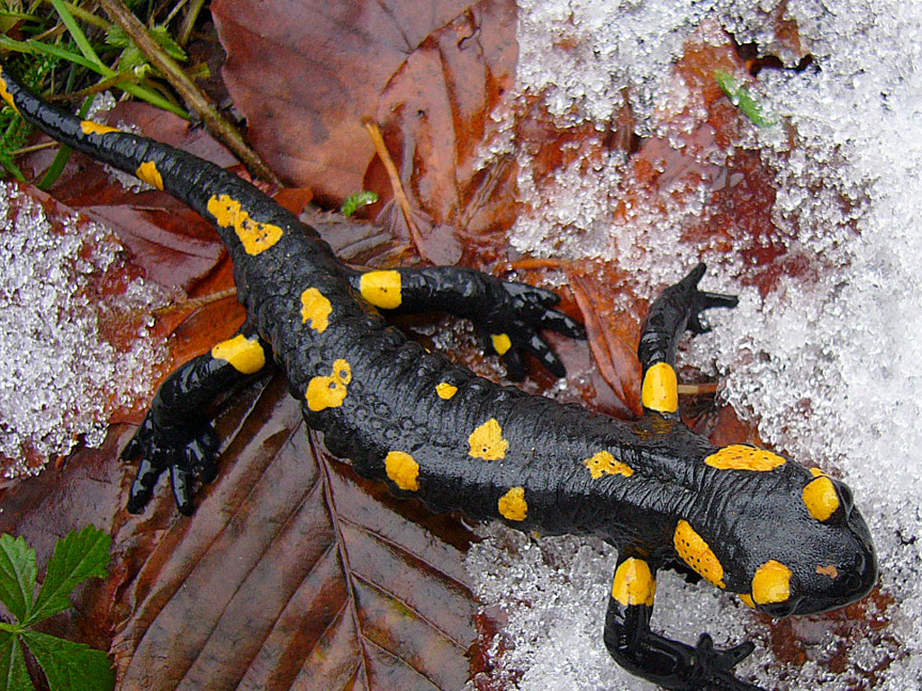 Salamandras que comen