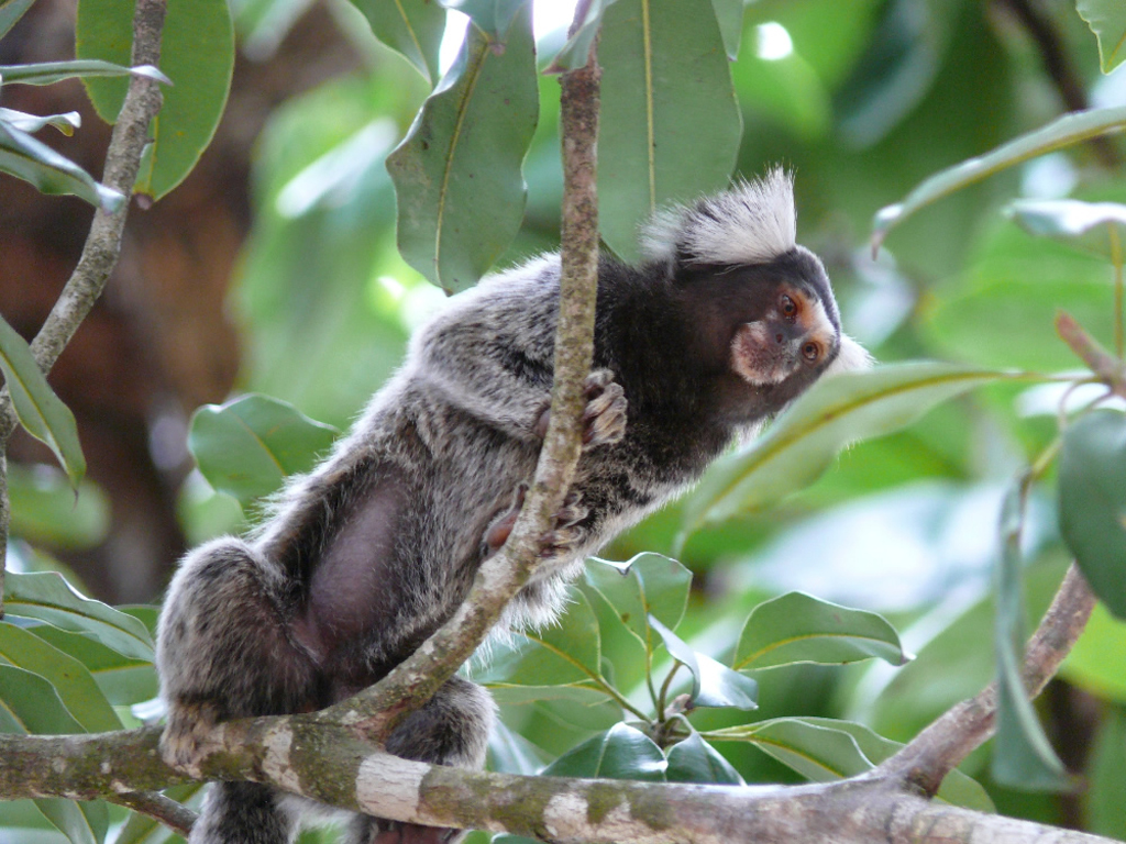 Macaco sagui brincando nos galhos das árvores